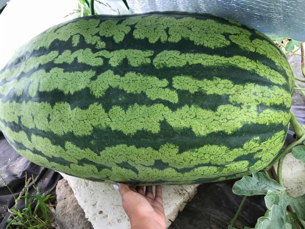 Семья из Тверской области может стать победителем международного конкурса гигантских овощей