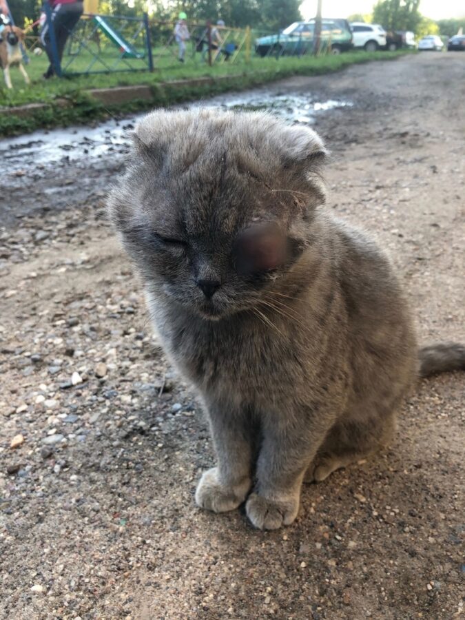 В Тверской области кот с вытекающим глазом обрел любящую хозяйку