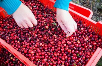 В Тверской области запретили собирать грибы и ягоды