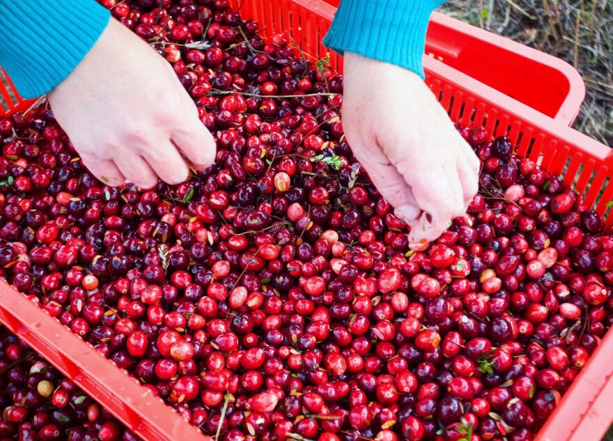 В Тверской области запретили собирать грибы и ягоды