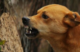 В Тверской области агрессивная собака напала на ребенка