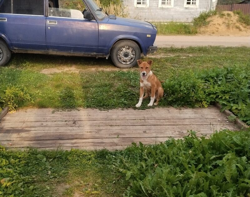 По городу в Тверской области разгуливает оставленная хозяевами собака По городу в Тверской области разгуливает оставленная хозяевами собака