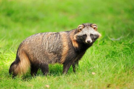 В Тверской области обнаружили енотовидную собаку с подозрением на бешенство В Тверской области обнаружили енотовидную собаку с подозрением на бешенство