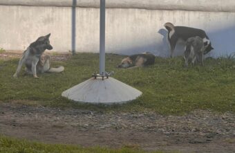 Жителей Тверской области просят не кормить собак на территории гимназии Жителей Тверской области просят не кормить собак на территории гимназии