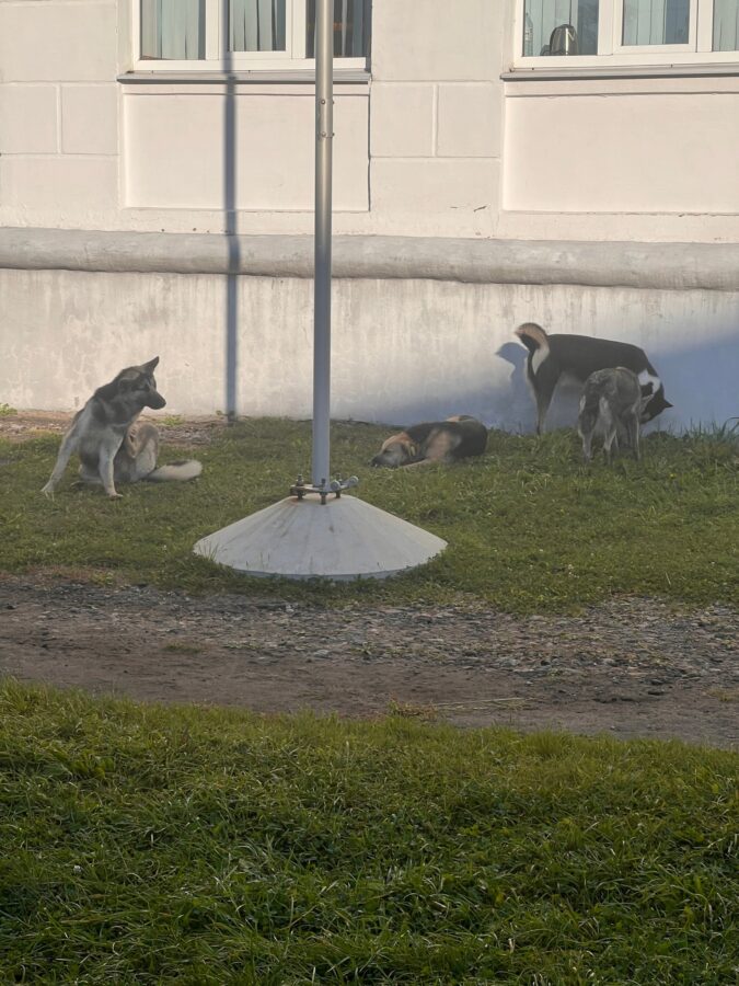 Жителей Тверской области просят не кормить собак на территории гимназии