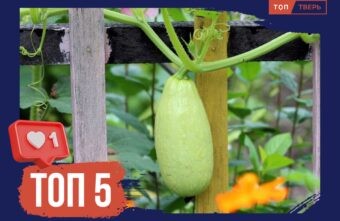 Нашествие кабачков: ТОП-5 лучших мемов про кабачки