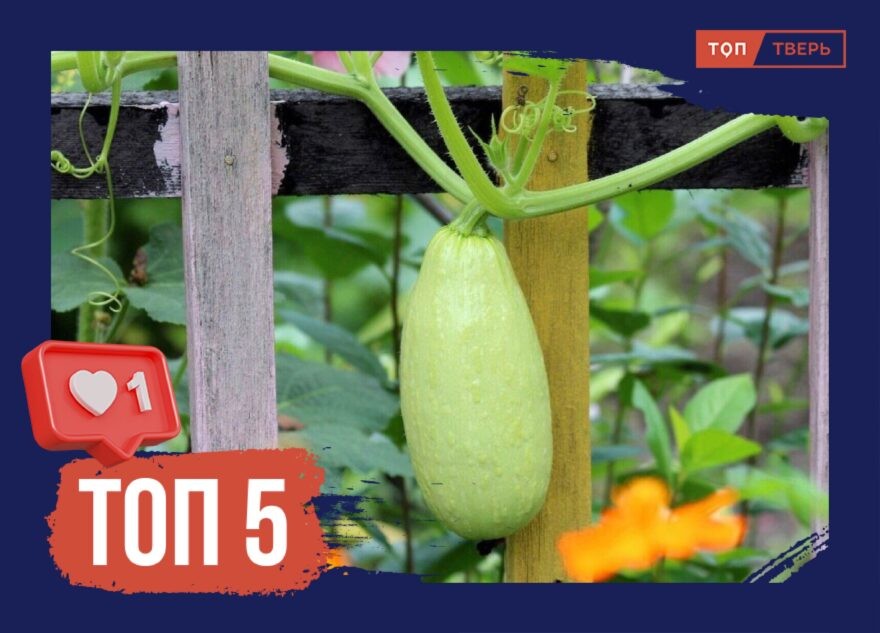 Нашествие кабачков: ТОП-5 лучших мемов про кабачки