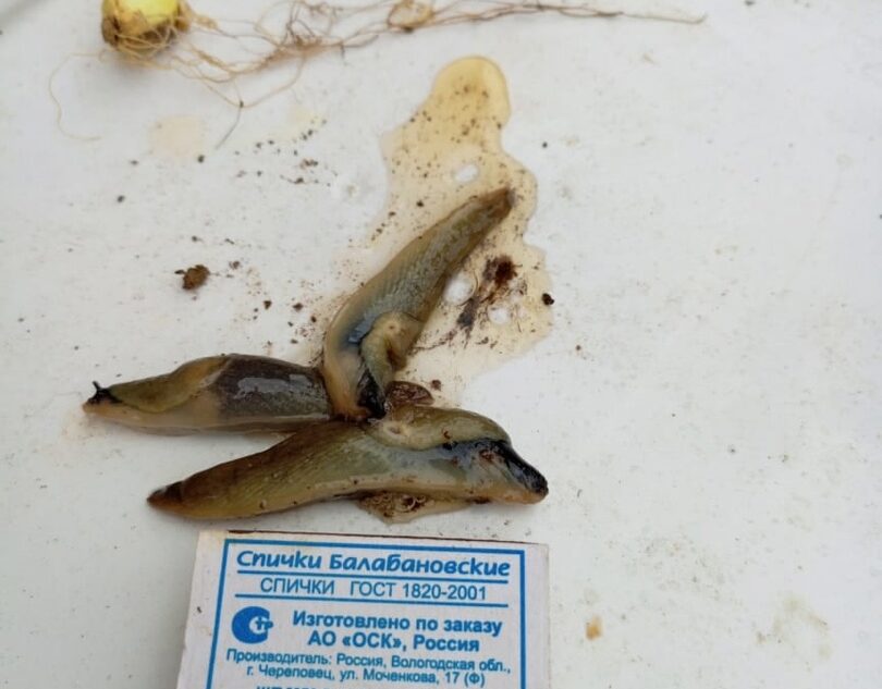 Жительница Тверской области нашла в огороде "пришельцев"