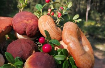 Тверская область попала в рейтинг самых грибных регионов России Тверская область попала в рейтинг самых грибных регионов России