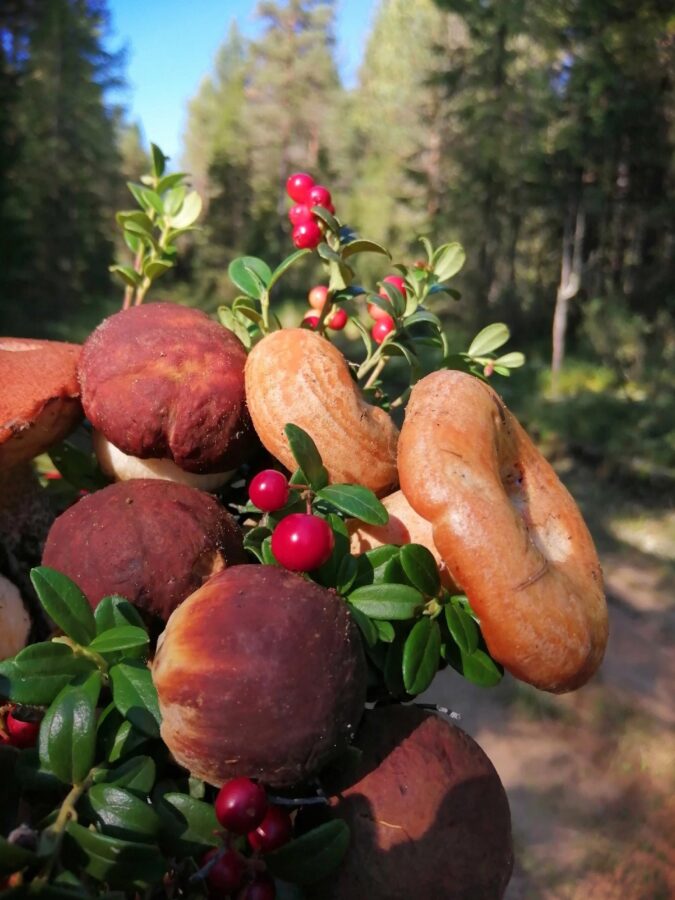 Тверская область попала в рейтинг самых грибных регионов России