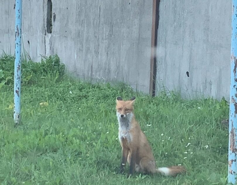 На окраине города в Тверской области бегает лиса