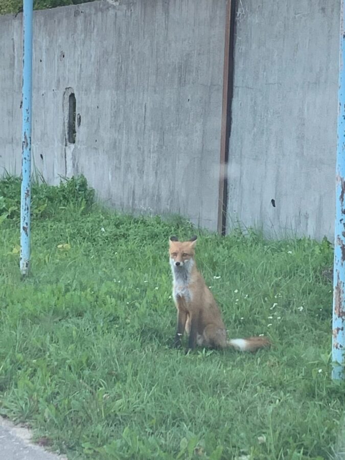 На окраине города в Тверской области бегает лиса