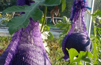 В Тверской  области жители летом вырастили дыни и арбузы