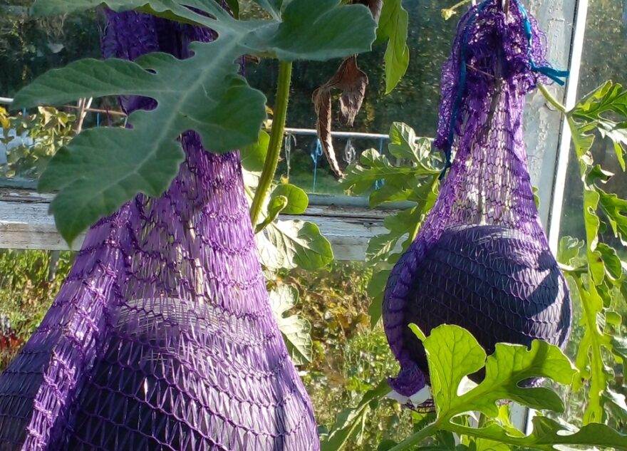 В Тверской  области жители летом вырастили дыни и арбузы