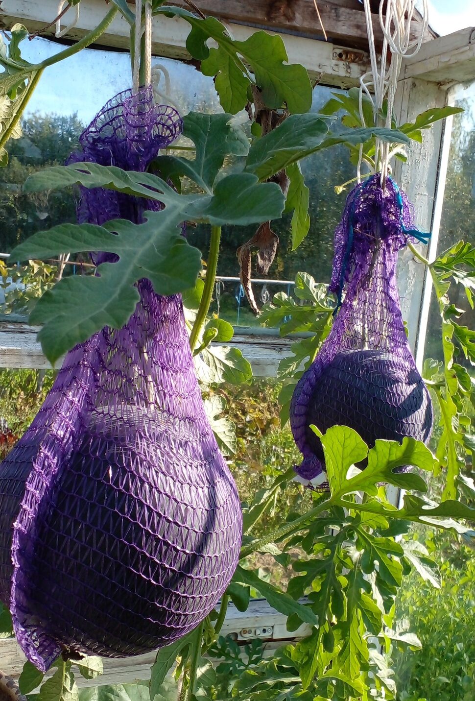 В Тверской  области жители летом вырастили дыни и арбузы