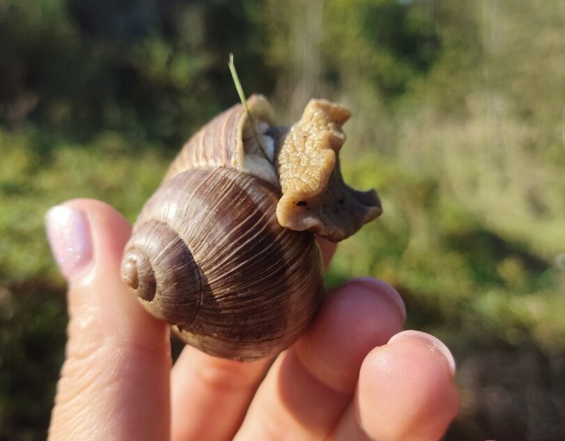 В Тверской области сфотографировали гигантскую улитку