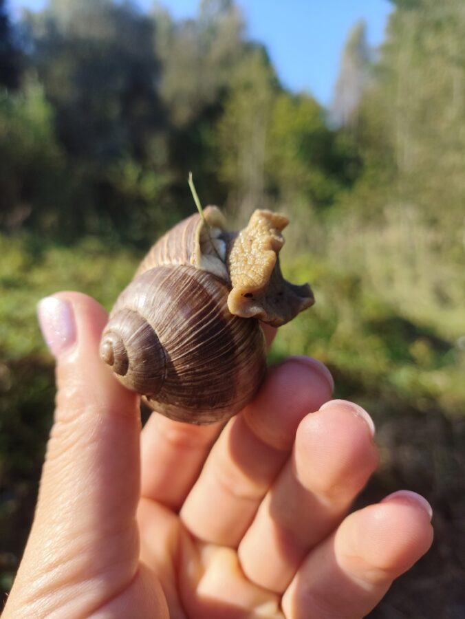 В Тверской области сфотографировали гигантскую улитку