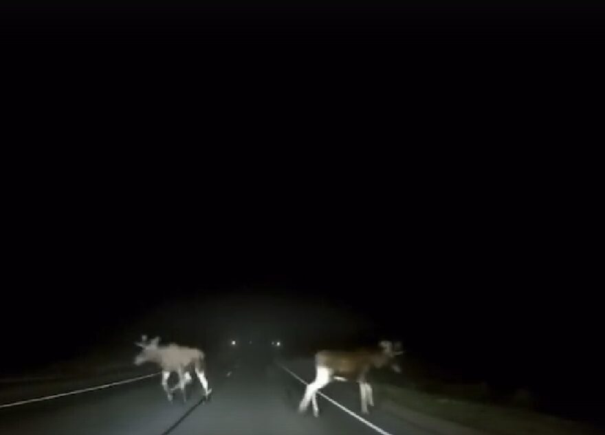 Ночью лоси выбежали на дорогу в Тверской области