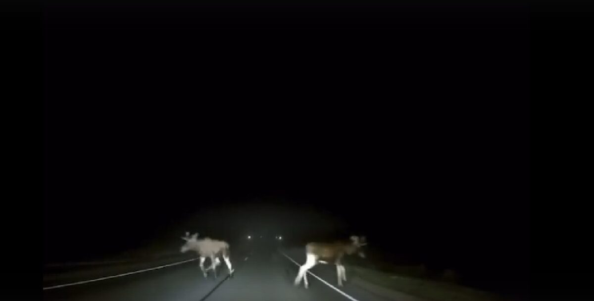 Ночью лоси выбежали на дорогу в Тверской области
