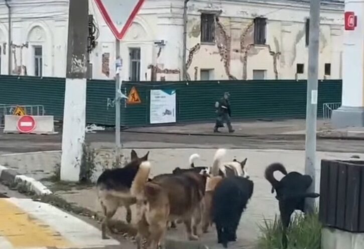 В центре города Тверской области гуляет стая собак