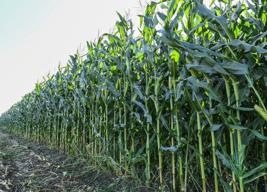 В Тверской области стартовала уборка кукурузы на силос