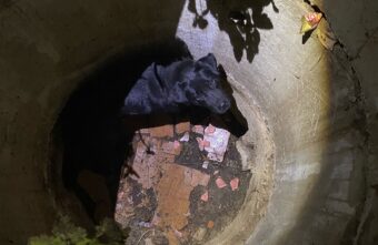 В Тверской области пожарные спасли провалившуюся в колодец собаку