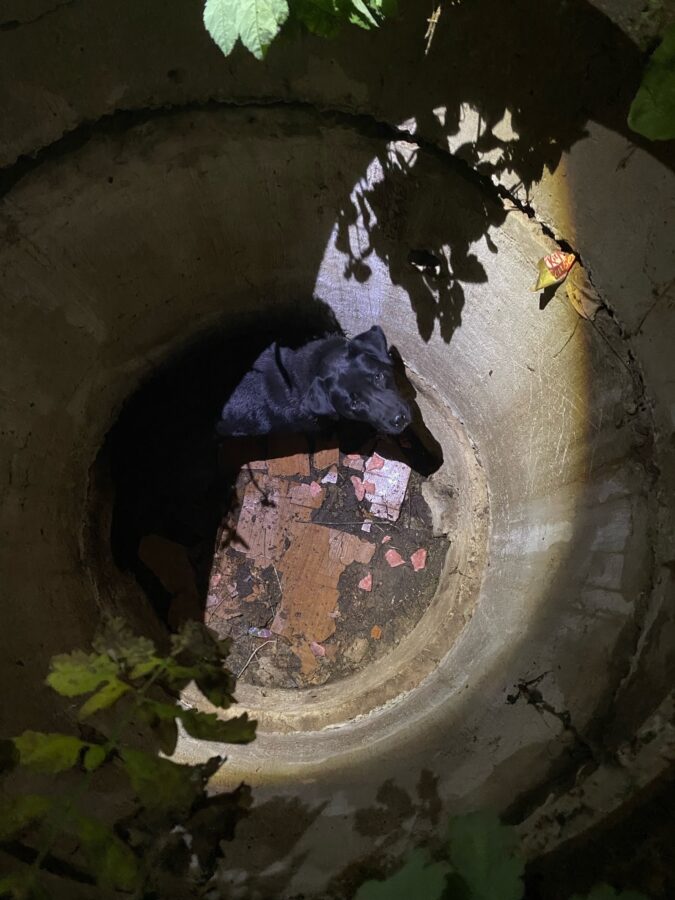 В Тверской области пожарные спасли провалившуюся в колодец собаку