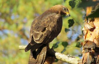 Гордый осоед позировал на фотоохоте в Твери