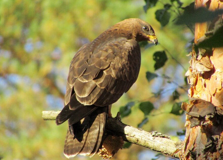 Гордый осоед позировал на фотоохоте в Твери