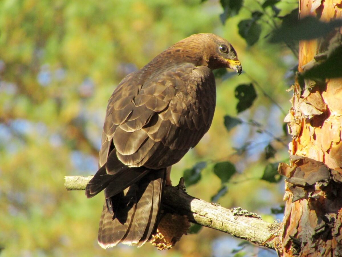 Гордый осоед позировал на фотоохоте в Твери