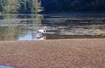 В Тверской области впервые заметили розового фламинго В Тверской области впервые заметили розового фламинго