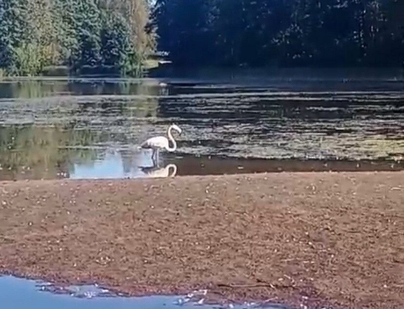 В Тверской области впервые заметили розового фламинго