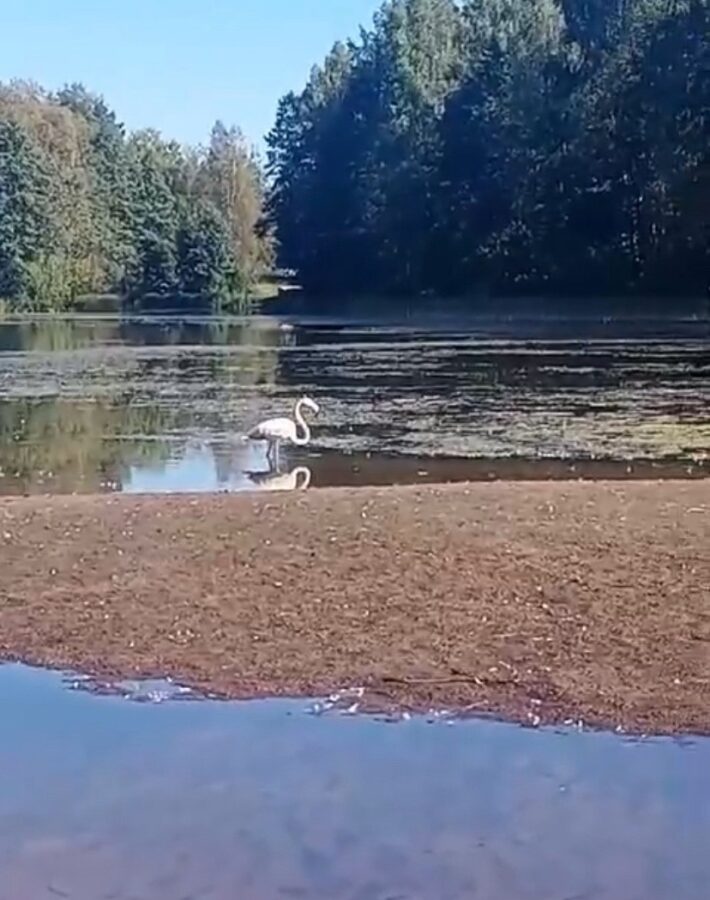 В Тверской области впервые заметили розового фламинго