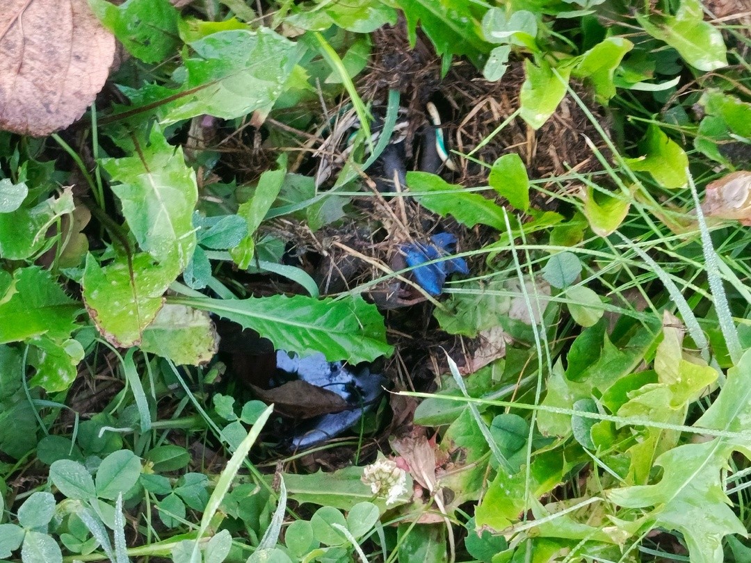 В городе Тверской области оборванные провода под напряжением угрожают жизням людей