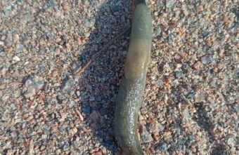 В Твери обнаружили гигантского черного слизня