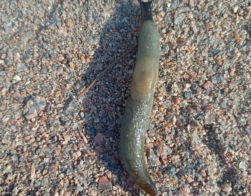 В Твери обнаружили гигантского черного слизня