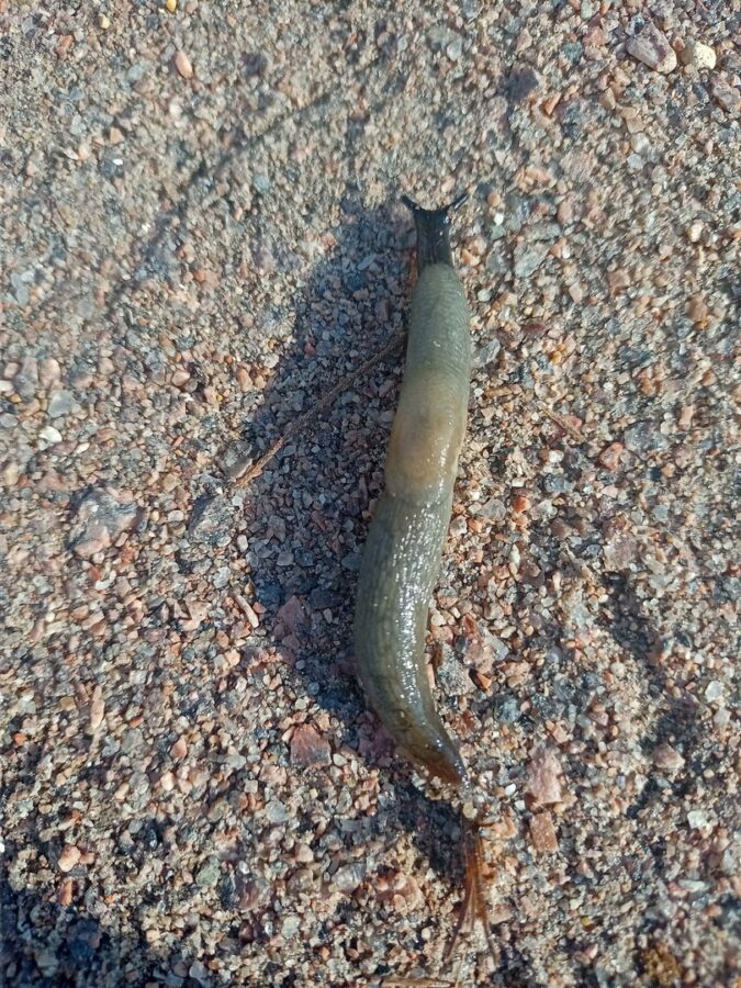 В Твери обнаружили гигантского черного слизня