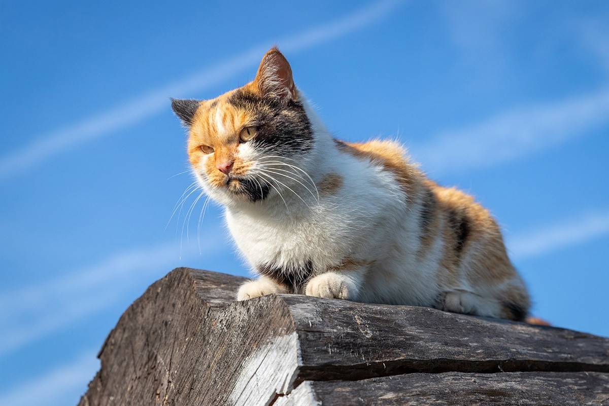 Стало известно, когда в Тверской области наступит пик потепления