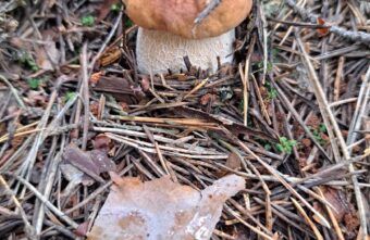 В Тверской области пошел слой белых грибов В Тверской области пошел слой белых грибов