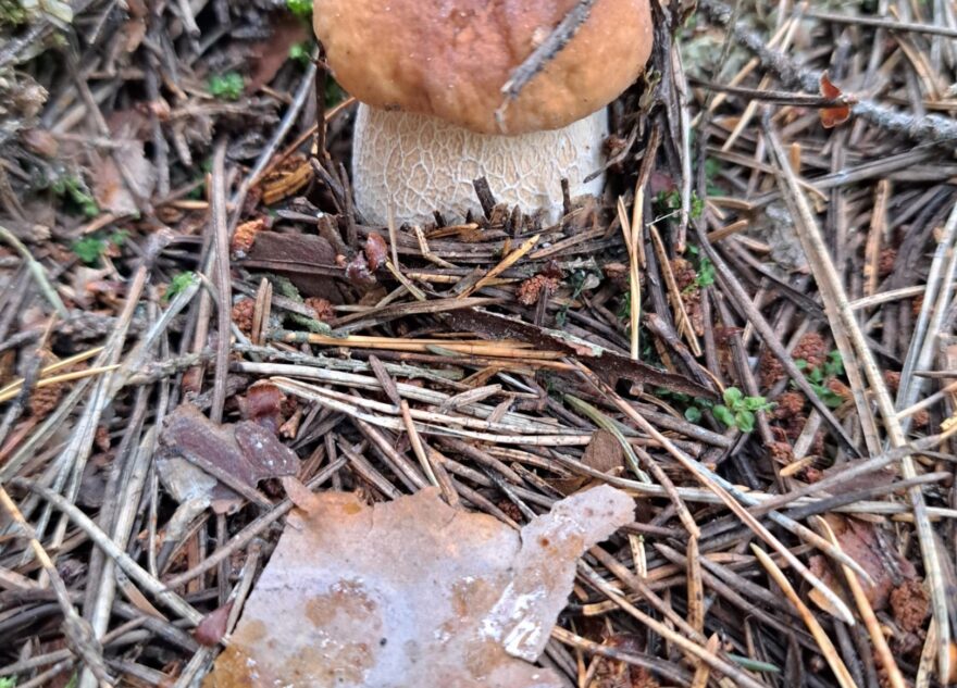 В Тверской области пошел слой белых грибов