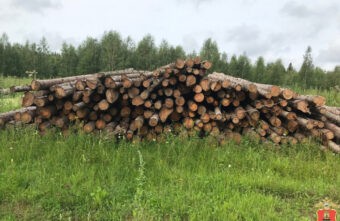 Житель Тверской области, который спилил около 900 деревьев, предстанет перед судом Житель Тверской области, который спилил около 900 деревьев, предстанет перед судом