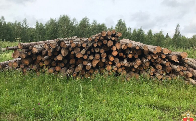 Житель Тверской области, который спилил около 900 деревьев, предстанет перед судом Житель Тверской области, который спилил около 900 деревьев, предстанет перед судом