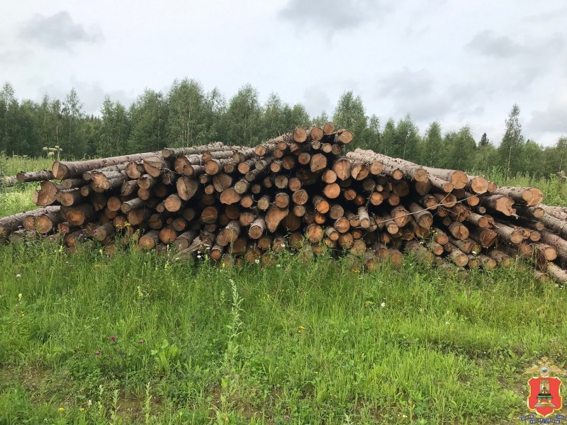 Житель Тверской области, который спилил около 900 деревьев, предстанет перед судом