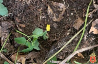 В Твери задержали наркозакладчика, который пытался сбыть героин В Твери задержали наркозакладчика, который пытался сбыть героин