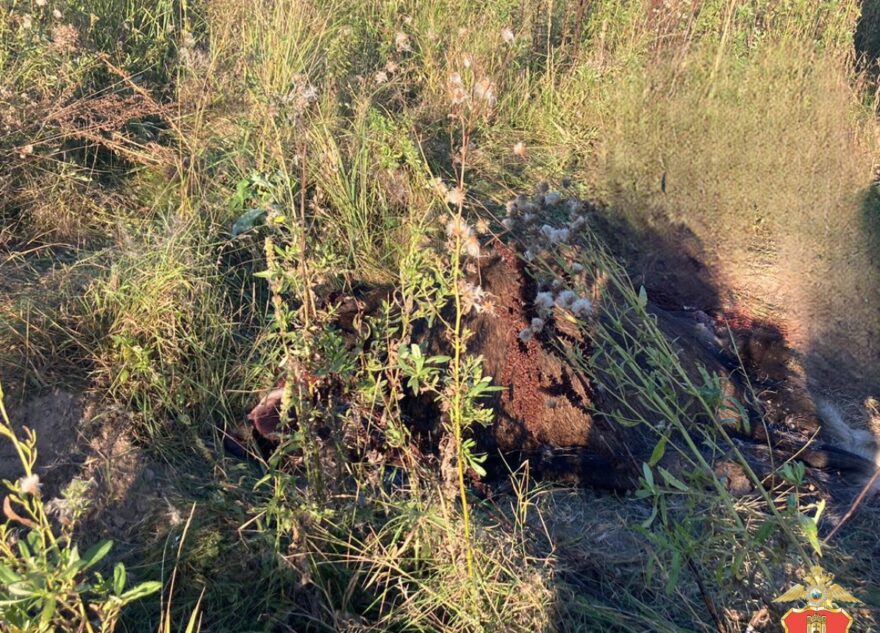 В Тверской области браконьер застрелил лося