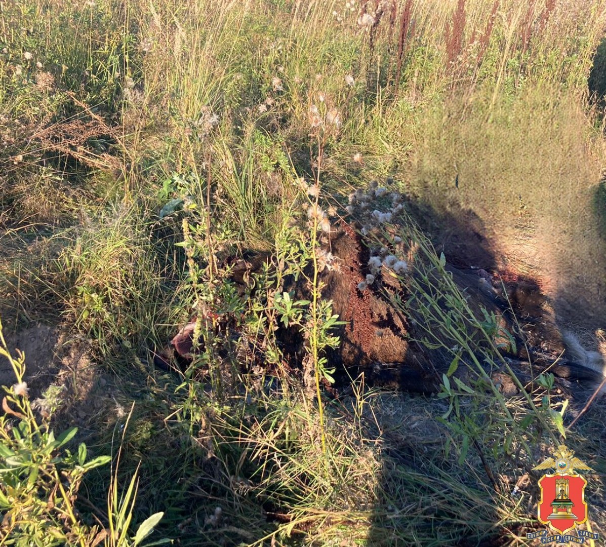 В Тверской области браконьер застрелил лося В Тверской области браконьер застрелил лося