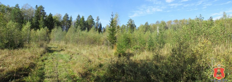 В Тверской области поймали убившего лося браконьера