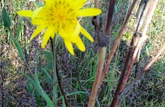На кладбище в Твери удалось найти цветущий козлобородник На кладбище в Твери удалось найти цветущий козлобородник