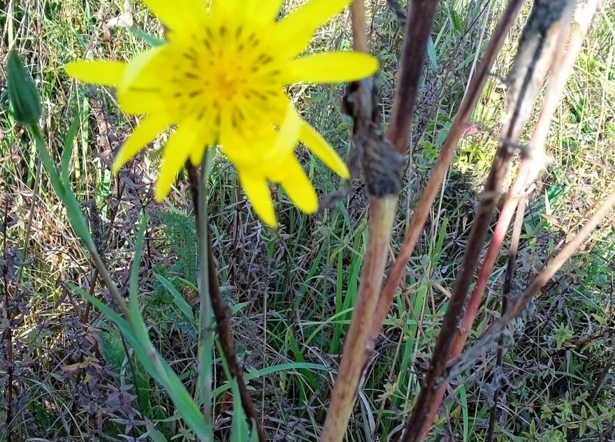 На кладбище в Твери удалось найти цветущий козлобородник