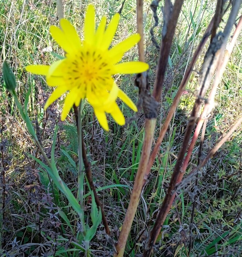 На кладбище в Твери удалось найти цветущий козлобородник